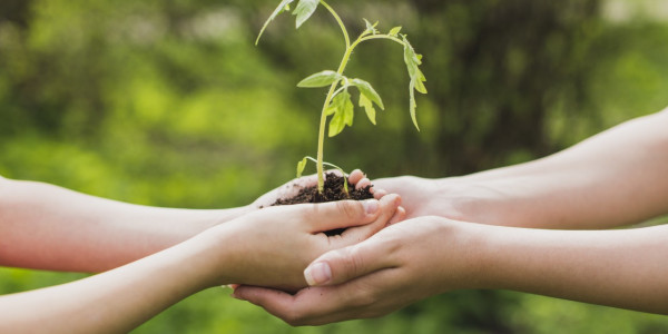 license-hands-holding-small-plant-2169907-600x300-crop-50-51.jpg