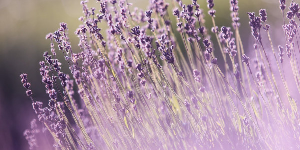 lavendel-krauterspaziergang-600x300-crop-50-48.jpg