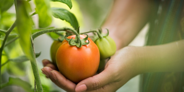 license-female-hand-holding-tomato-on-organic-farm-3927664-600x300-crop-47-36.jpg